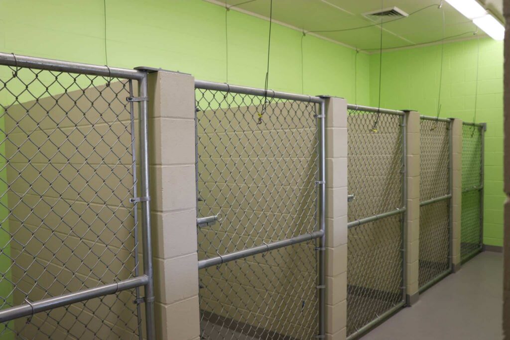 Four empty animal kennels with chain-link fencing and pale green walls. Beige dividers separate each kennel, while fluorescent lights are suspended from the ceiling.